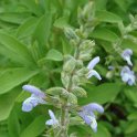 Salvia somaliensis fleur